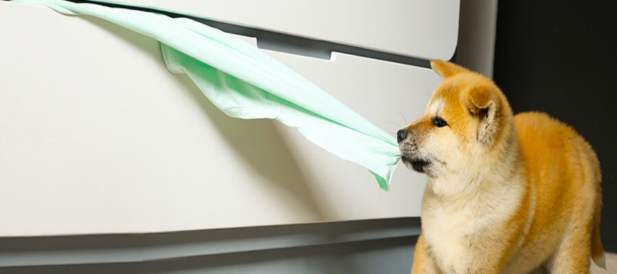 How to Safeguard Your Dog from Household Hazards